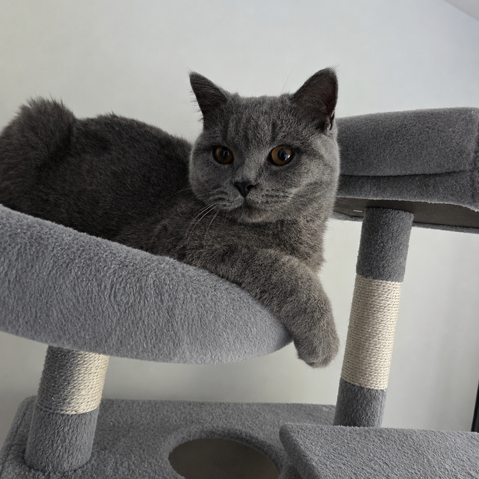 Milo, a Giant Paws cat of the week