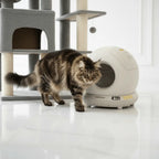 Tabby Maine Coon standing beside a white globe litter tray and charcoal cat tower
