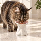 Illustrative Maine Coon eating from the Purr-celain ceramic bowl