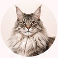 Maine Coon cat