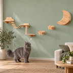 Six-piece wall-mounted cat climbing set beside a solid-grey adult Maine Coon