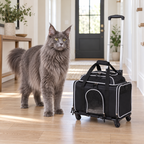 Compact black rolling pet carrier beside a full-sized solid blue-grey Maine Coon in a hallway