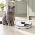 Six-meal timed cat feeder beside a solid-blue British Shorthair