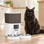 6L dual-bowl camera feeder beside a solid-black Maine Coon
