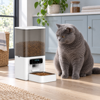 Blue British Shorthair beside the white timed automatic cat feeder