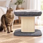 Gray cat perch beside a brown tabby Maine Coon