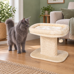 Adult solid grey Maine Coon beside the beige low cat perch in a sage green living room